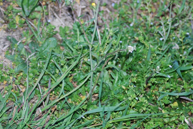 Capsella bursa-pastoris